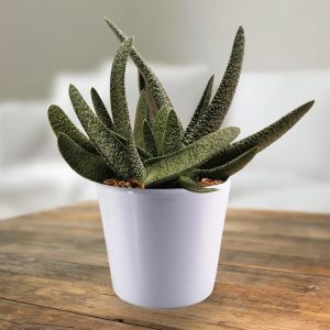 Gasteria Verrucosa