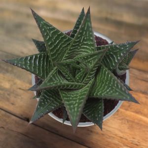 Haworthia limifolia