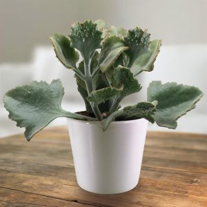 Kalanchoe beharensis