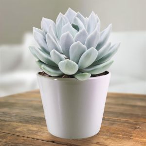 Pachyveria corvus