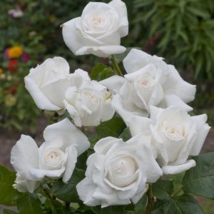 Rosa Annapurna