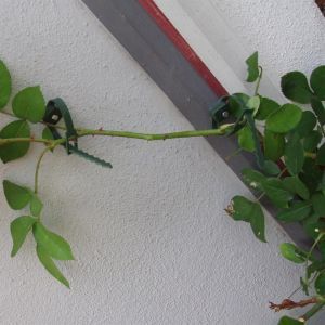 Fixation murale pour plante grimpante