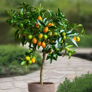 Fortunella Kumquat