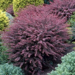 Berberis thunbergii Rose Glow