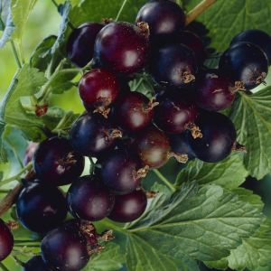 Ribes Nigrum Jostaberry 17 cm pot