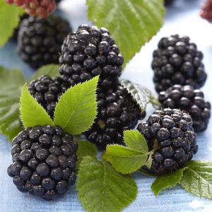Rubus fruticosus Chester Thornless 17 cm pot