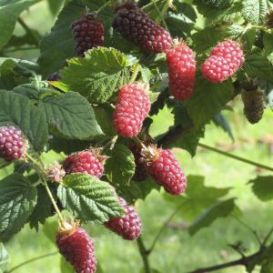 Rubus fruticosus Tayberry 9 cm pot