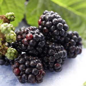 Rubus fruticosus Triple Crown 17 cm pot