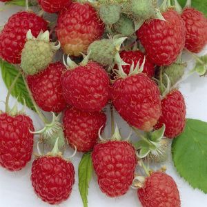 Rubus idaeus Zefa Herbsternte 17 cm pot
