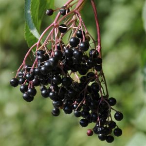 Sambucus nigra Haschberg 17 cm pot