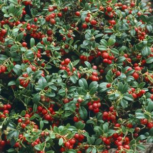 Vaccinium vitis-idaea pot 17cm
