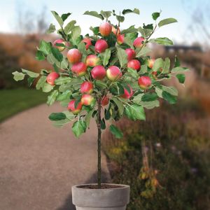Pommier Malus Jonagold P20