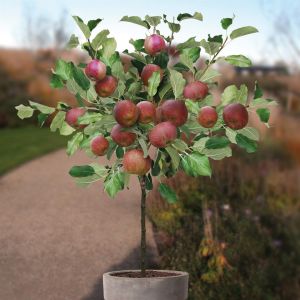 Pommier Malus Rode Boskoop P20