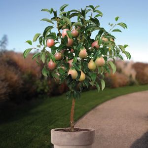 Poirier Pyrus Communis Clapp's Favourite