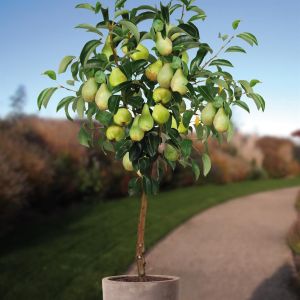 Le Poirier Pyrus communis Condo P20