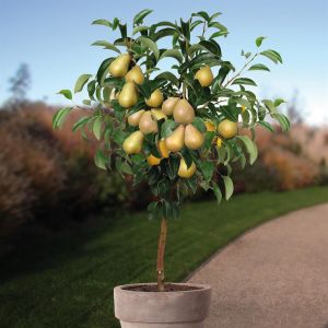 Poirier Pyrus communis Gellerts