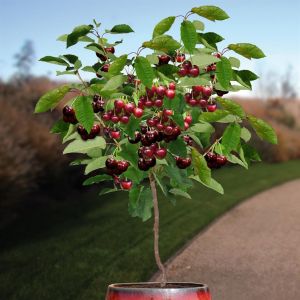Cerisier Prunus Hedelfinger