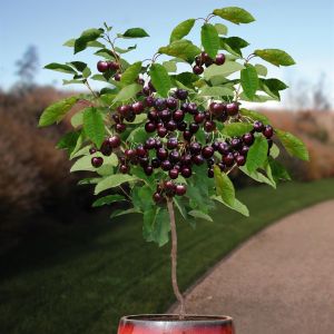 Cerisier prunus avium Kordia
