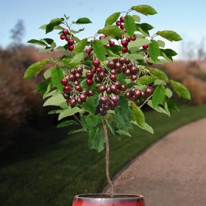 Cerisier Prunus Regina pot 20cm