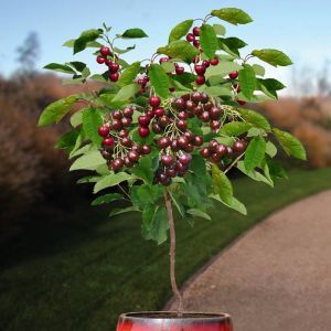 Cerisier Prunus Regina pot 20cm