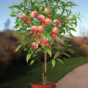 Pêcher Prunus Persica Suncrest