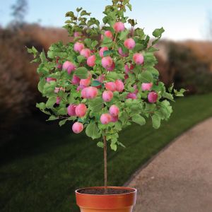 Prunier Prunus domestica Aprimira