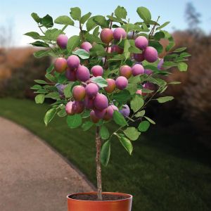 Prunier Prunus domestica Jubileum 20 Cm