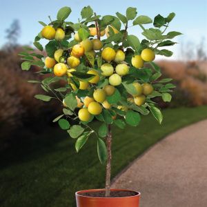 Prunier Prunus domestica Reine Claude
