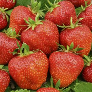 Fraisier Elsanta 7cm Pot x 5