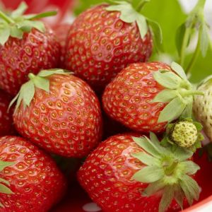 Fraisier Korona 7cm Pot x 5