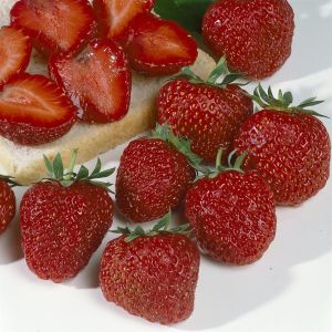 Fraisier Polka