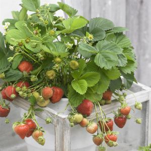 Fraisier Darselect 7cm Pot x 5
