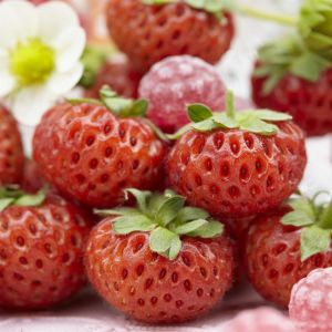 Fraisier Mieze Schindler 7cm Pot x 5