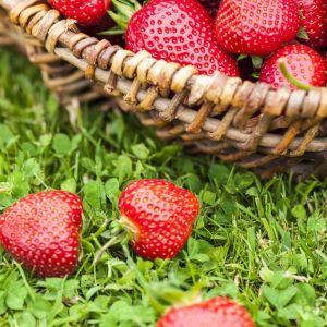 Strawberry Evie 2 pot 7cm x 5