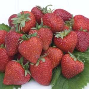 Strawberry Cherry Berry 7cm pot x 5