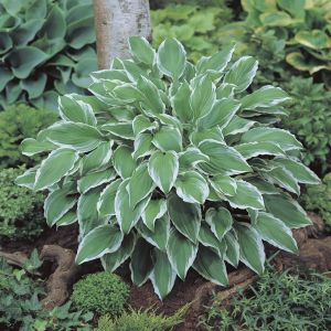 Hosta Albomarginata