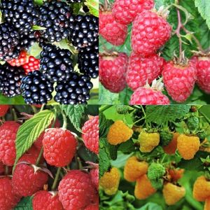Rubus Collection
