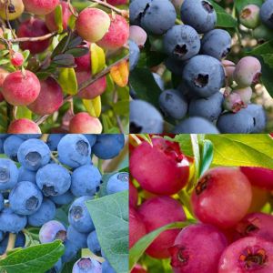 Collection de Myrtilliers (Vaccinium)