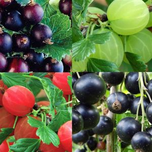 Ribes Collection