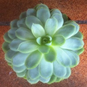 Echeveria elegans