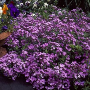 Saponaria ocymoides Soapwort x 3