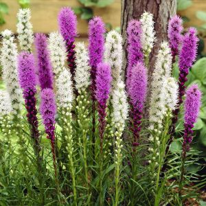 Liatris Combi/Plume du Kansas