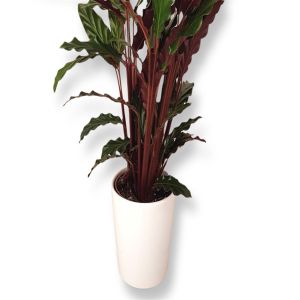 Calathea Rufibarba 12 cm