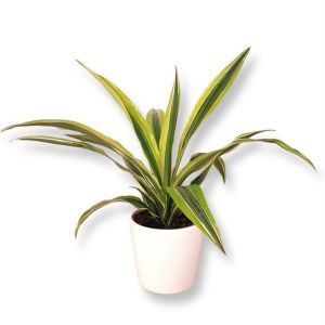 Dracaena Lemon Lime 12 cm pot