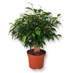 Ficus benjamina Green Kinky Jute 12 cm
