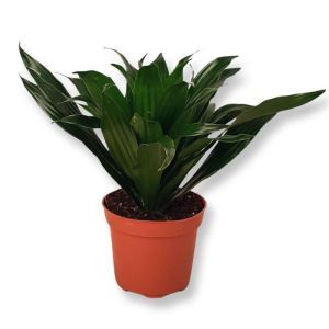 Dracaena compacta P12