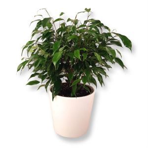 Ficus benjamina Green Kinky 12 cm