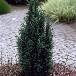 Chamaecyparis lawsoniana. Ellwoodii 9 cm