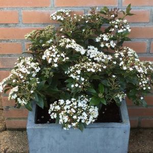 Viburnum Tinus