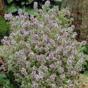 Thymus x citriodorus Silver Queen